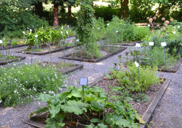 Taman herbal dengan tanaman rempah dan obat